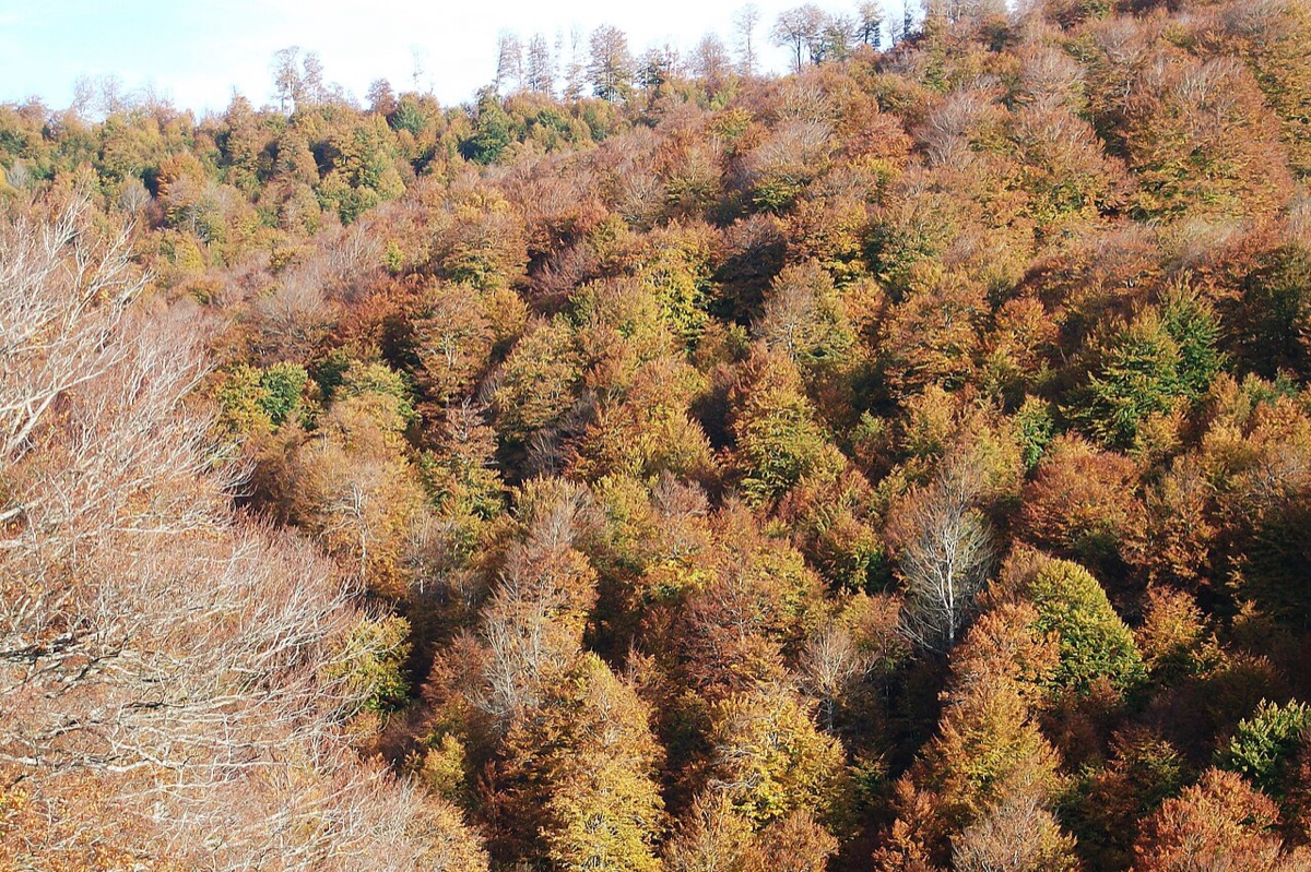 Las copas de la Selva de Irati vistas desde una ladera en pleno otoño: un manto continuo de hayas en todos los tonos del ocre, el cobre y el rojo, con algún abeto verde oscuro y hayas ya desnudas entremedias.