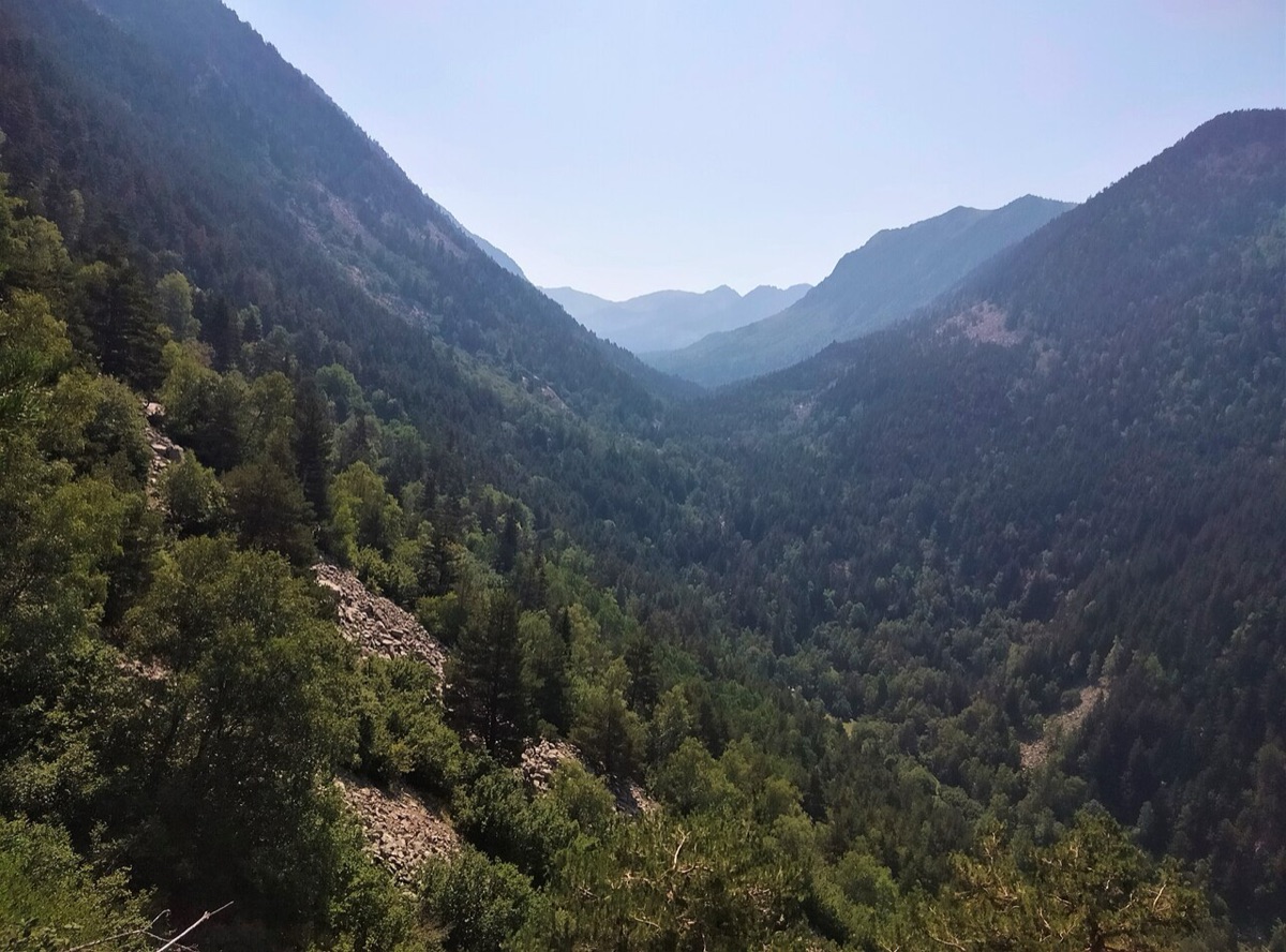 La vall del Madriu vista desde el Solà de Ràmio: un valle en uve completamente cubierto de bosque de pino negro y abedul, sin una sola carretera ni construcción a la vista, con las crestas del fondo desdibujadas por la calima.